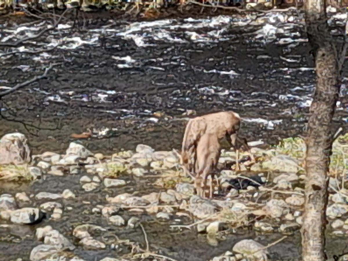 Riverside Pod, West Highland Way Holidays Kinlochleven Εξωτερικό φωτογραφία